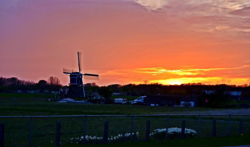 Tulips and windmill in the Netherlands